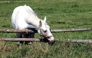 Koń na padoku w Głębinie Starym.