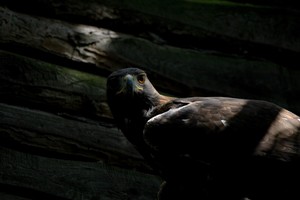 Orzeł przedni w wolierze w czempińskiej stacji.