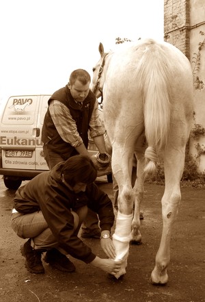 Piotrkowice. Lekarze weterynarii Katarzyna Kruza i Mirosław Złoto z Witkówek podczas zabiegu usuwania obrzęku na ścięgnie u konia.