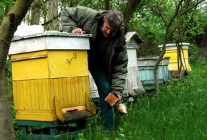Czempiń. Dr Marek Panek podczas przeglądu pasieki.