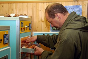 Stacja Badawcza PZŁ Czempiniu. Sokolniczy Krajowy /prezes gniazda sokolników przy PZŁ/ Henryk Mąka kontroluje zalężenie jaj sokołów wędrownych. Wyhodowane w stacji ptaki zostają wsiedlane w naturalne środowisko.