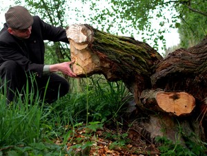 Leszek Stachowiak łowczy w obwodach łowieckich Stadniny Koni w Racocie ogląda skutki bytowania bobrów w okolicach Gryżyny.