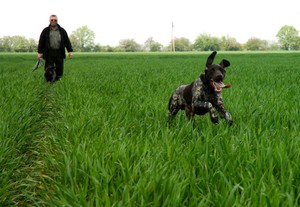 Henryk Kubiak właściciel hodowli wyżłów niemieckich krótkowłosych z Chełkowa podczas codziennych ćwiczeń swych podopiecznych.