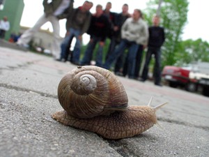 13:21 Ślimak winniczek w iście olimpijskim tempie wraz z gimnazjalistami z III klasy wychodzi ze szkoły im. Polskich Olimpijczyków w Racocie. Dokąd zmierza? Nie udało się ustalić. 