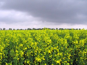 13:30 Nad pole rzepakowe w okolicach Racotu nadciąga burza.
