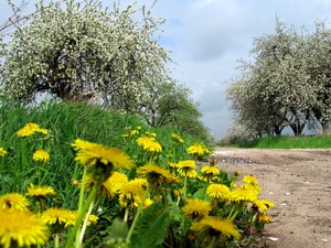 14:35 Na polnej drodze z Grażyny do ruin kościoła św. Marcina.