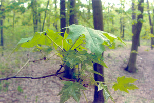 1. Fot. Adrian Wojciechowski. Kościan, park miejski, godzina 05.05.55 pm