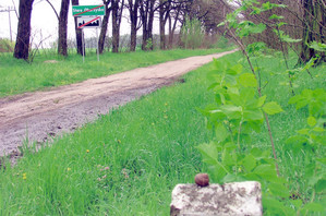 40. Fot. Paulina Peszel (z amatorskiego kółka fotograficznego prowadzonego przez Barbarę Zaborską), z cyklu ,,5 maja 2005 w Starych Oborzyskach’’ - Ślimak przy polnej drodze do Czempinia.