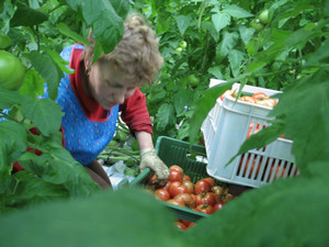 Śmigiel, rodzinna szklarnia przy ulicy Słonecznej. Pani Bożena przy zbiorze pomidorów. Godz. 18.40.