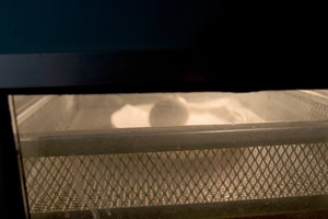 Borowo, Stacja Badawcza Polskiego Związku Łowieckiego, godz. 13:23. Zaczęło się wykluwać pisklę z jaja orła. Wszyscy z niepokojem oczekują pozytywnego rozwiązania. Poprzednie pisklę padło po 10 dniach.