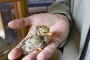 Borowo, Stacja Badawcza Polskiego Związku Łowieckiego, godz. 13:24. Kierownik R. Bryliński prezentuje pisklę sokoła.