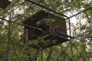 Borowo, Stacja Badawcza Polskiego Związku Łowieckiego, godz. 13:29. Stanowisko orłów. Z prawej samica z chorym skrzydłem, z lewej jej potomek.