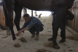 Gołębin Stary, Klub Jeździecki , godz. 14:39. Prezes Rafał Chojnowski opatruje konia, który przeciął sobie skórę na nodze.
