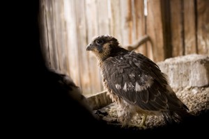 Borowo, Stacja Badawcza PZŁ, godz. 12:43. Pisklę sokoła.
