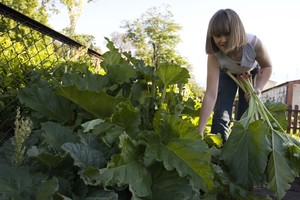 Piotrowo Pierwsze, godz. 18:53. Marika Sanecka zbiera rabarbar na kompot dla całej rodziny w przydomowym ogródku. Tata Mariki, Wacław Sanecki, muruje okno w domu.