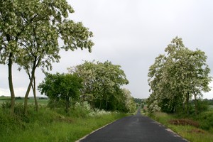 14;15 Po bardzo ciepłym przedpołudniu na akacjową aleję koło Łagowa spadł deszcz. Śnieżnobiałe kwiaty akacji zajaśniały jeszcze bardziej na tle zachmurzonego nieba.