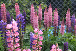 Kościan, ul. Żeromskiego -  kwitnie łubin.