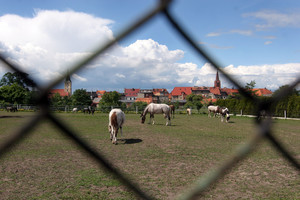 W centrum Śmigla widok jak na wsi. 