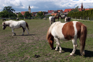 W centrum Śmigla widok jak na wsi. 