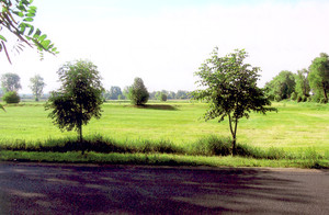 Fot. Stanisław Walkowiak. Widok na łąki z ul. Łąkowej w Kościaie. Na pierwszym planie drzewka posadzone przez dziadków w pierwszą rocznicę urodzin wnuków. Pierwsze od lewej to jesion Mateusza Kowalskiego z Kościana, drugie to lipa Ani Hyży z Brodów (pow. Nowy Tomyśl). Oboje mają obecnie po 7 lat.