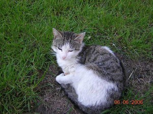 Fot. Ewa Dudzińska. Popołudniowy odpoczynek ,,Tygryska’’ na ogrodzie moich rodziców w Kościanie. 