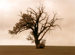 Fot. Maciej Nadobnik. Dąb szypułkowy przy trasie Nielęgowo-Gryżyna. Zdjęcie wykonałem w czasie jazdy do pracy o godz. 06.06 – oczywiście dnia 06.06.06.