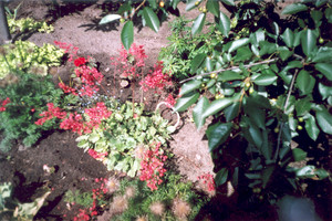 Fot. Maria Musiał. Mój kącik kwiatowy przy domu w Kościanie.