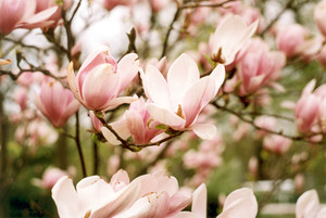 Fot. Renata Majorek. Kwiat magnolii – drzewko rośnie na klombie ozdobnym przed pałacem w Jarogniewicach (siedziba DPS). 