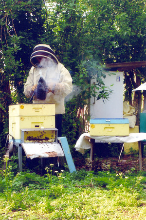Fot. Anita Kaczor. Wławie – na zdjęciu mój ojciec Leon Kaczor podczas pracy w pasiece. 