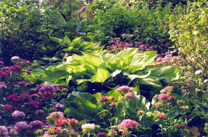 Fot. Anita Kaczor. Wławie – fragment przydomowego ogrodu mojej mamy Sabiny.