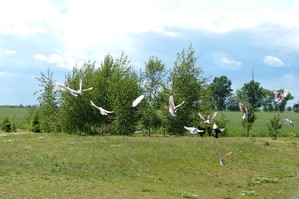 Fot. Anna Trąbka. „Uchwycone w locie” – gołębie po krótkim odpoczynku na boisku szkolnym. Zdjęcie wykonano w ramach działalności amatorskiego kółka fotograficznego prowadzonego przez Barbarę Zaborską w Gimnazjum im. Jana Pawła II w Starych Oborzyskach