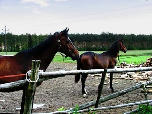 Fot. Beata Trąbka. Ze mną można nawet… „konie kraść” – u państwa Naskręt w Betkowie. Zdjęcie wykonano w ramach działalności amatorskiego kółka fotograficznego prowadzonego przez Barbarę Zaborską w Gimnazjum im. Jana Pawła II w Starych Oborzyskach