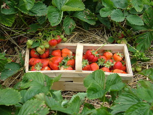 Fot. Beata Trąbka. Koszyk pełen słodkości – u państwa Pawlak w Betkowie. Zdjęcie wykonano w ramach działalności amatorskiego kółka fotograficznego prowadzonego przez Barbarę Zaborską w Gimnazjum im. Jana Pawła II w Starych Oborzyskach