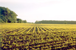 Fot. Zbigniew Przydróżny. Pole kukurydzy w okolicach wsi Kopaszewo.