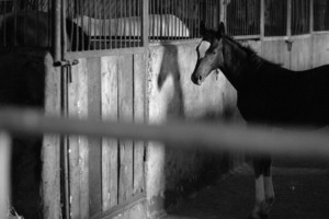 Zdjęcia powstały w Witkówkach i Racocie. Bohaterem zdjęć jest weterynarz - Michał Stanisławiak, który opiekuje się końmi w kilku stadninach na terenie Powiatu Kościańskiego