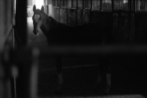 Zdjęcia powstały w Witkówkach i Racocie. Bohaterem zdjęć jest weterynarz - Michał Stanisławiak, który opiekuje się końmi w kilku stadninach na terenie Powiatu Kościańskiego