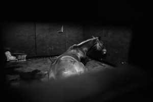 Zdjęcia powstały w Witkówkach i Racocie. Bohaterem zdjęć jest weterynarz - Michał Stanisławiak, który opiekuje się końmi w kilku stadninach na terenie Powiatu Kościańskiego