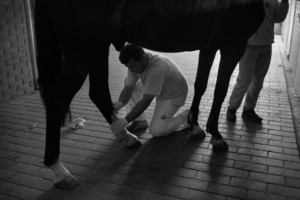 Zdjęcia powstały w Witkówkach i Racocie. Bohaterem zdjęć jest weterynarz - Michał Stanisławiak, który opiekuje się końmi w kilku stadninach na terenie Powiatu Kościańskiego