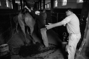 Zdjęcia powstały w Witkówkach i Racocie. Bohaterem zdjęć jest weterynarz - Michał Stanisławiak, który opiekuje się końmi w kilku stadninach na terenie Powiatu Kościańskiego