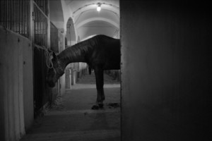 Zdjęcia powstały w Witkówkach i Racocie. Bohaterem zdjęć jest weterynarz - Michał Stanisławiak, który opiekuje się końmi w kilku stadninach na terenie Powiatu Kościańskiego