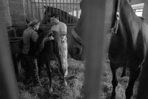 Zdjęcia powstały w Witkówkach i Racocie. Bohaterem zdjęć jest weterynarz - Michał Stanisławiak, który opiekuje się końmi w kilku stadninach na terenie Powiatu Kościańskiego