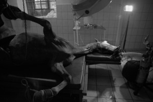 Zdjęcia powstały w Witkówkach i Racocie. Bohaterem zdjęć jest weterynarz - Michał Stanisławiak, który opiekuje się końmi w kilku stadninach na terenie Powiatu Kościańskiego