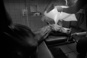 Zdjęcia powstały w Witkówkach i Racocie. Bohaterem zdjęć jest weterynarz - Michał Stanisławiak, który opiekuje się końmi w kilku stadninach na terenie Powiatu Kościańskiego