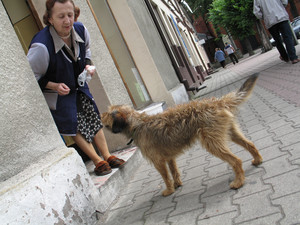 Janina Langowska i  bezdomny pies.  - Ja cię nie mogę zabrać - powtarza dokarmiając czworonoga. Czempiń, Rynek, godz.11.07
