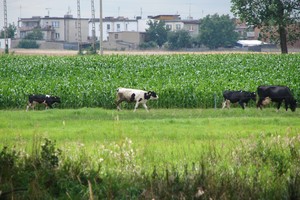 Autor - Zbigniew Dominiak. Zdjęcie przedstawia krowy wracające z łąki na Osiedlu Gurostwo w Kościanie. Godz. 13.37