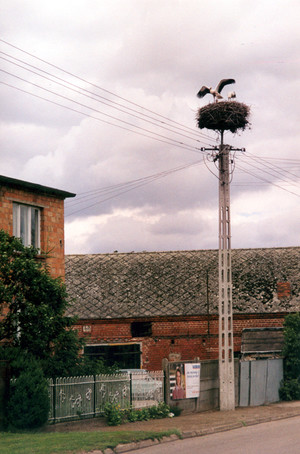 Autor - Ignacy Bartoszewski. Wonieść, przy posesji nr 68 w bocianiej rodzina rozpoczęto naukę latania 