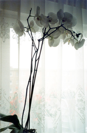 Autor - Emilia Chrzanowska. Kwitnący od dwóch miesięcy biały storczyk w pokoju z wejściem na ,,pelargoniowy balkon''  na Osiedlu Jagiellońskim 10/10.