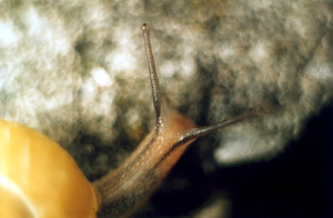 Autor - Luiza Pogorzelska. Ślimak przyłapany na spacerze w moim ogrodzie. 