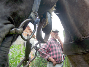 Autor - Alicja Żurek. Pan Franciszek Kachnic (85 lat) mieszkaniec Starego Bojanowa urodzony w Złoczowie powiat Rochatyn w województwie Stanisławowskim, podczas prac gospodarskich ze swoim 26-letnim koniem Urwisem.  