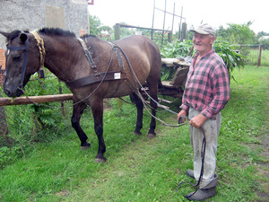 Autor - Alicja Żurek. Pan Franciszek Kachnic (85 lat) mieszkaniec Starego Bojanowa urodzony w Złoczowie powiat Rochatyn w województwie Stanisławowskim, podczas prac gospodarskich ze swoim 26-letnim koniem Urwisem.  